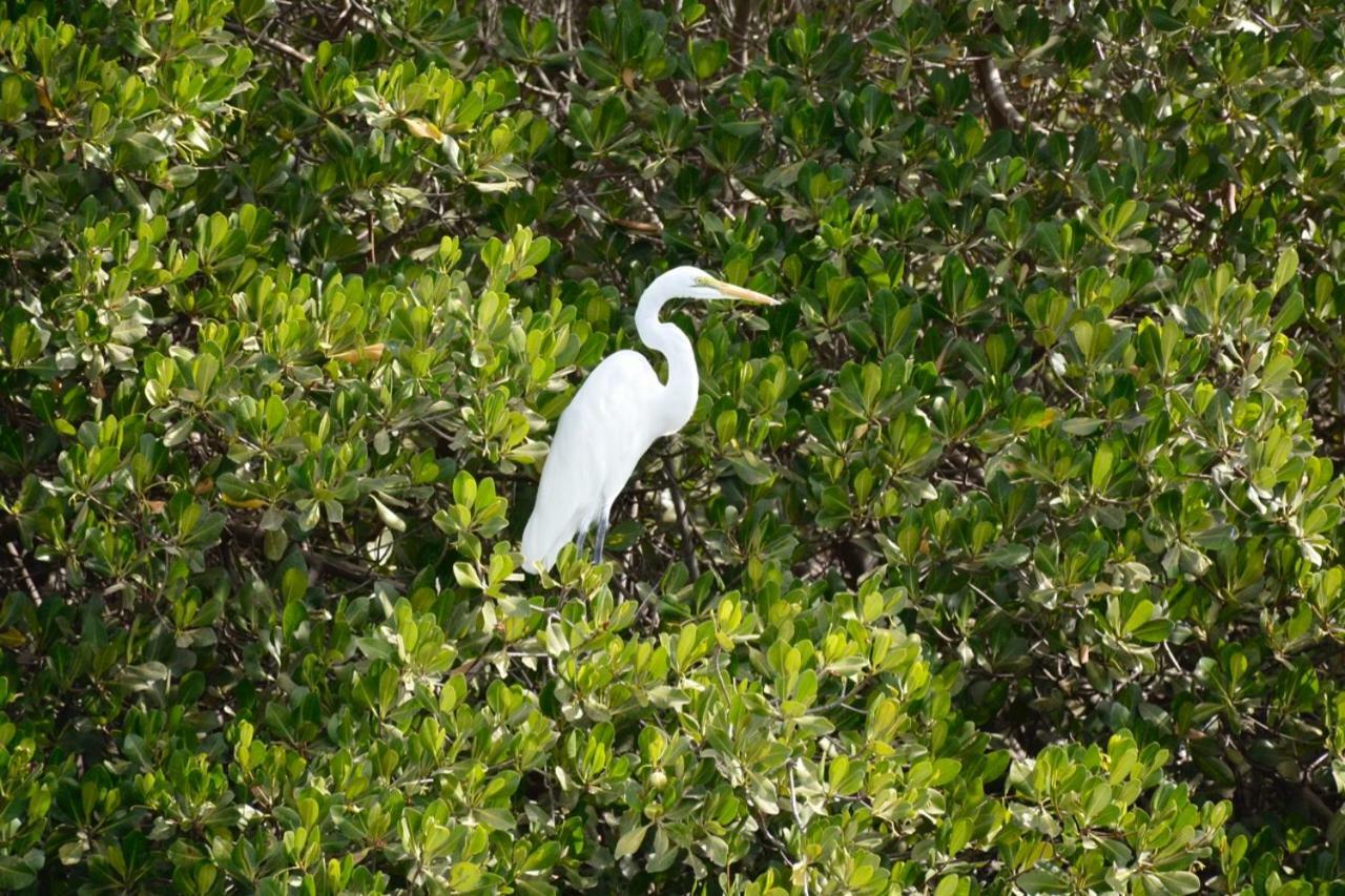 Le Pelican Du Saloum Sine-Saloum Zewnętrze zdjęcie
